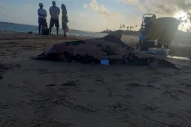 Golfinho é encontrado morto em praia de Salvador - Imagem