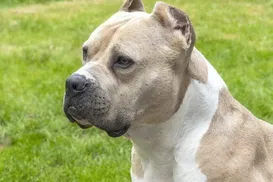 Pitbull ataca criança, arranca couro cabeludo e o deixa em estado grave - Imagem