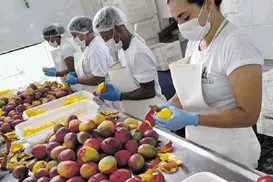 Produção de polpas, sucos e doces fortalece a fruticultura do estado - Imagem