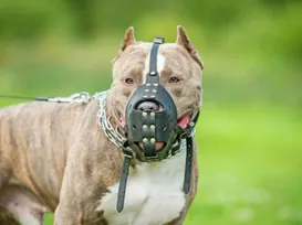 Cidade da Bahia pode proibir pit bull e outros cães sem focinheiras nas ruas - Imagem