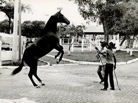 Fenagro em flashes: as curiosidades e a trajetória de 37 anos da feira - Imagem