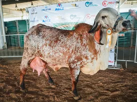 Nelore, Gir e Girolando: conheça as estrelas bovinas da Fenagro 2025 - Imagem