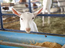 Pela segunda vez, Accoba premia os melhores tratadores da Fenagro 2025 - Imagem