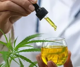 Mercado de cannabis chega a quase R$ 1 bilhão no Brasil - Imagem