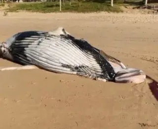 Baleia é encontrada morta em praia de Salvador; veja vídeo
