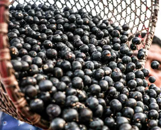 COP 30: açaí sobe de preço e fica "indigesto" para consumidores