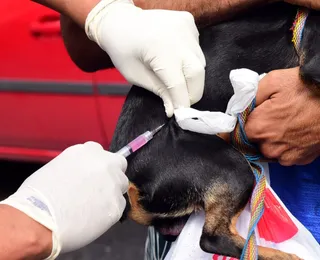 Campanha Antirrábica: saiba onde vacinar seus pets