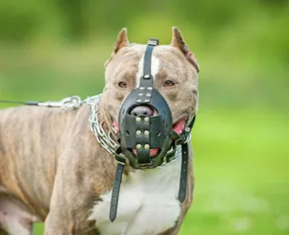 Cidade da Bahia pode proibir pit bull e outros cães sem focinheiras nas ruas