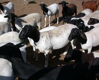 Conheça as raças de caprinos e ovinos que serão vitrines na Fenagro