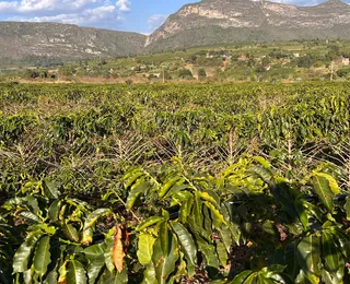 Da fazenda à xícara, Igaraçu revela segredo por trás dos cafés especiais