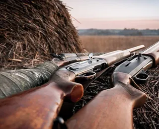 Estado brasileiro passa a permitir caça de animal classificado como praga