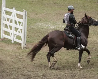 Fenagro 2025: conheça os cavalos que movem o agronegócio baiano