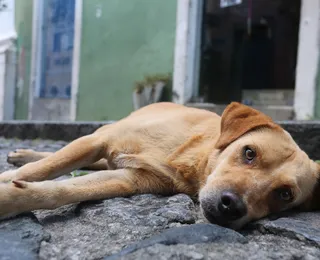 Fundo Animal Salvador: nova lei garante castração gratuita e combate a abandono