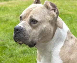 Pitbull ataca criança, arranca couro cabeludo e o deixa em estado grave