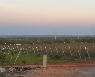 Vinícolas de altitude da Chapada revelam o segredo do 'terroir' e da dupla poda