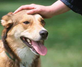 Por que cachorros cheiram suas partes íntimas? A ciência explica