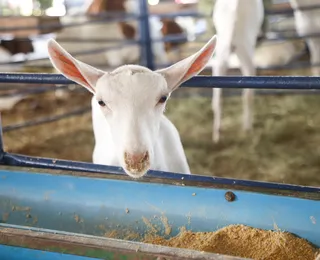 Pela segunda vez, Accoba premia os melhores tratadores da Fenagro 2025