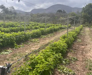 Pioneirismo: sítios impulsionam turismo com produção inovadora de frutas vermelhas