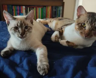 Saiba como identificar seletividade alimentar nos gatos e anorexia