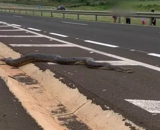 VÍDEO: cobra de 5 metros é flagrada atravessando rodovia