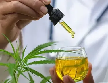 Cannabis: Anvisa aprova novas regras de venda e cultivo - Imagem