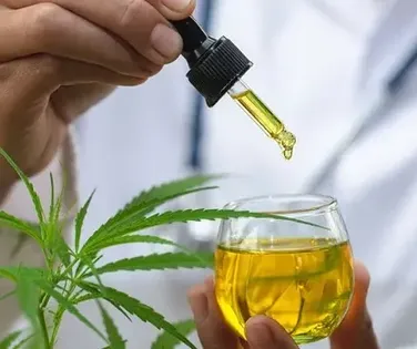 Cannabis no Brasil: Anvisa toma decisão positiva sobre regulamentação - Imagem