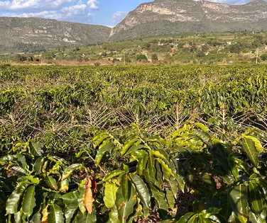 Da fazenda à xícara, Igaraçu revela segredo por trás dos cafés especiais - Imagem