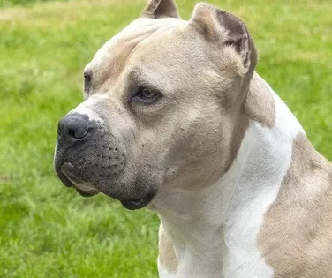 Pitbull ataca criança, arranca couro cabeludo e o deixa em estado grave - Imagem