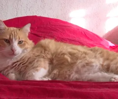 Gato francês é condenado à 'prisão domiciliar' após briga - Imagem