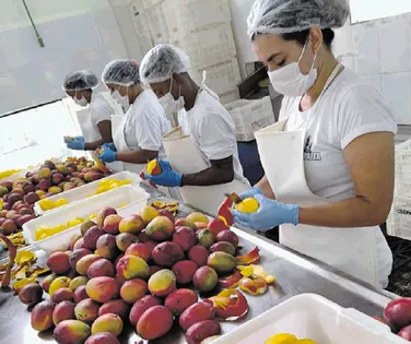 Produção de polpas, sucos e doces fortalece a fruticultura do estado - Imagem