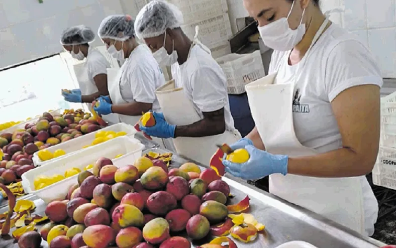 Produção de polpas, sucos e doces fortalece a fruticultura do estado - Imagem
