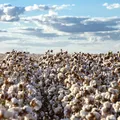 Agricultura baiana  foca em tecnologia e diversidade e mira crescimento em 2026 imagem
