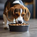 Alimentação natural ou ração: qual a melhor dieta para seu pet? imagem