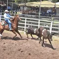 Dupla baiana brilha e leva título na final eletrizante de Ranch Sorting imagem