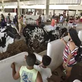 O que acontece depois que a Fenagro acaba? Saiba como animais voltam para casa imagem