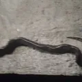Homem é atacado por sucuri e mata a cobra a mordidas imagem