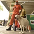 Operação fofura: cadela bombeira vira atração na Fenagro imagem
