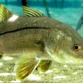Peixe do Brasil supera salmão e vira destaque internacional imagem