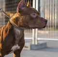 Cães da raça pitbull podem ser proibidos no Brasil imagem