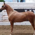 Primeiro campeonato: potros Mangalarga dão show na Fenagro 2025 imagem