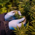 Consumidores de maconha podem portar armas após decisão nos EUA imagem