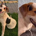Após morte de Orelha, cão comunitário Abacate morre baleado imagem