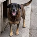 Corpo do cão Orelha é exumado e passa por nova perícia a pedido do MP imagem