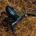 Escorpiões deixam rastros? Saiba como identificar a presença do animal imagem