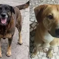 Polícia nega novo crime de jovens acusados de matar cão Orelha imagem
