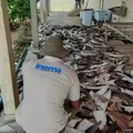 Mais de uma tonelada de barbatanas de tubarão são apreendidas na Bahia imagem