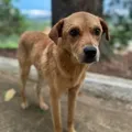 Mais um: cachorro comunitário é morto por envenenamento imagem