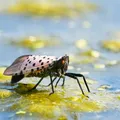 Moscas da China se moldaram geneticamente para invadir EUA imagem