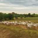 Grupo que furtava e matava gados no Sul da Bahia é preso após operação