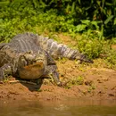 Mulher morre após ataque brutal de jacaré na Flórida